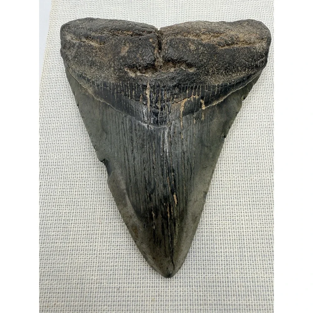Set 3- Megalodon Teeth Mounted In Walnut 8x10 Shadow Box